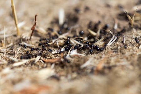 Black ants on the groundの写真素材
