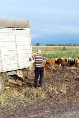 Unloading of sheep from a truck and a person stands nearby and counts the numberの写真素材