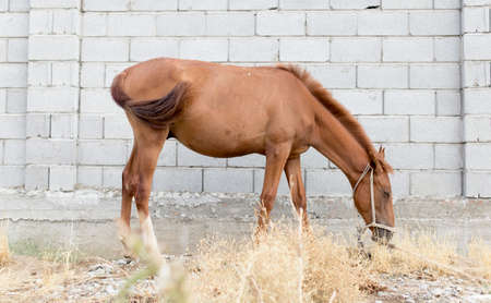 The horse walks in the courtyard and eats the grassの写真素材
