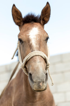 Portrait of a horseの写真素材