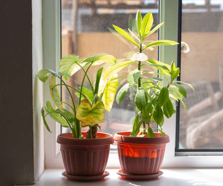 Home flowers in the windowの写真素材