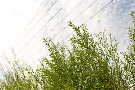 The branches of the willow and the electric line against the blue skyの写真素材