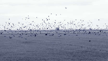 birds crow flying on the fieldの写真素材