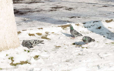 flock of pigeons on snow in winterの写真素材