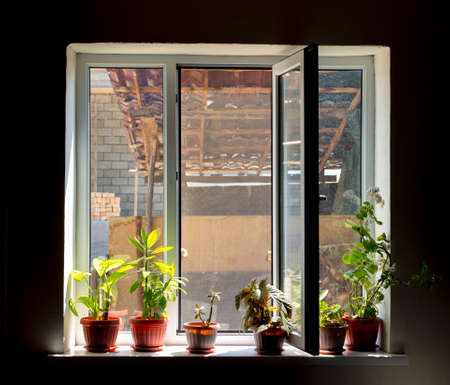 Home flowers in the window