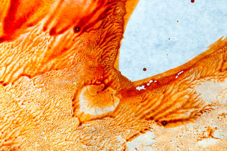 texture coloring maple leaf on a white backgroundの写真素材