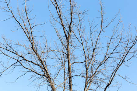 tree against the sky