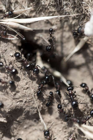 Black ants on the groundの写真素材
