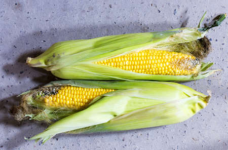 Maize