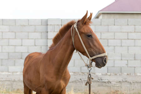 The horse walks in the courtyard and eats the grassの写真素材