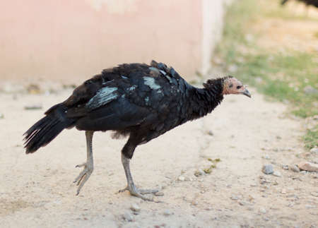 home turkey in the yardの写真素材