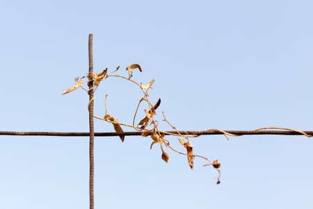 Creeping grass on an iron fenceの写真素材