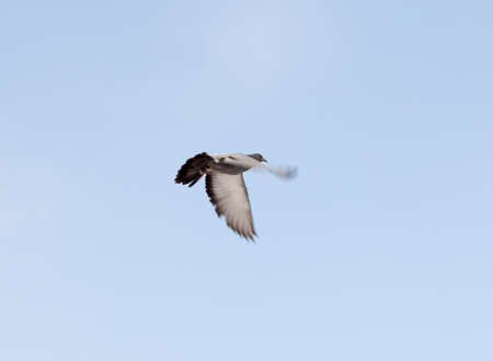 flock of pigeons on snow in winterの写真素材