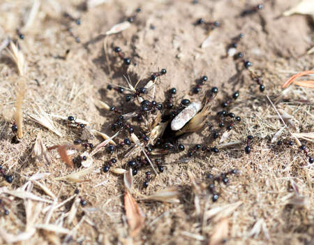 Black ants on the groundの写真素材