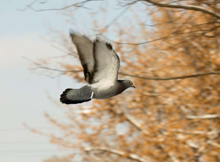 flock of pigeons on snow in winterの写真素材