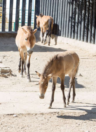 horse at the zooの写真素材