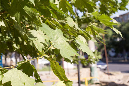 green leaves on the treeの写真素材