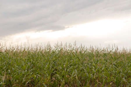 Fields of cornの写真素材