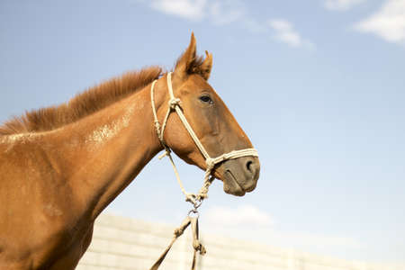 The horse walks in the courtyard and eats the grassの写真素材