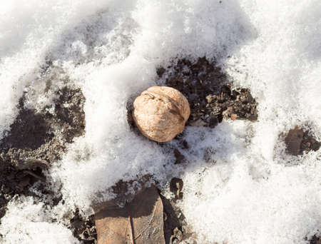 Greek nut on the snow backgroundの写真素材