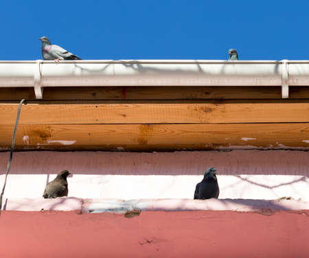 A shot of a row of feral pigeons sitting above the gutter of a house.の写真素材