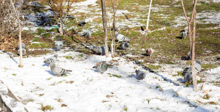 In winter, among the flocks of pigeons are eating grass and walks.の写真素材
