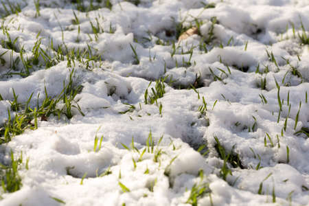 grass under the snowの写真素材