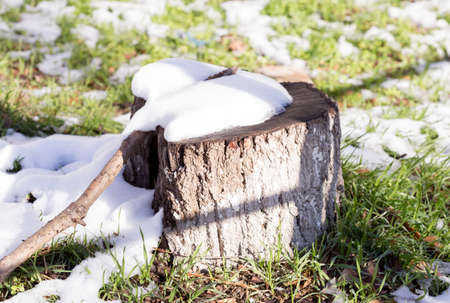 Tree stump covered with snowの写真素材