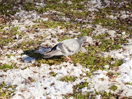 In winter, among the flocks of pigeons are eating grass and walks.の写真素材