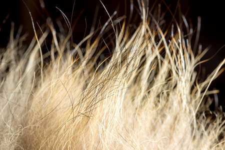 Close up wolf fur texture to background