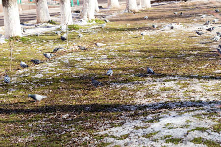 In winter, among the flocks of pigeons are eating grass and walks.の写真素材