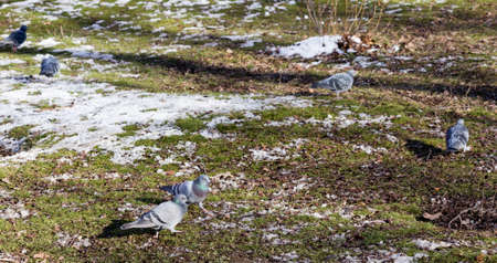 In winter, among the flocks of pigeons are eating grass and walks.の写真素材