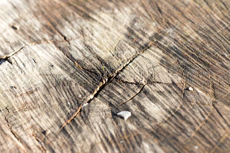 Wooden textures backgrounds