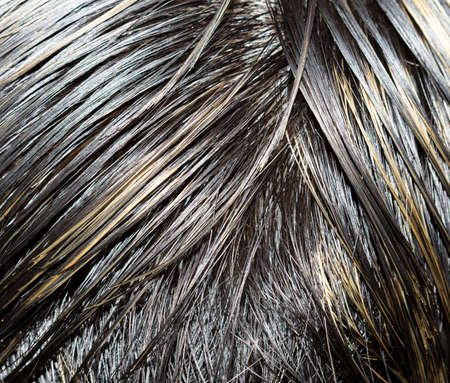 human hair close-upの写真素材