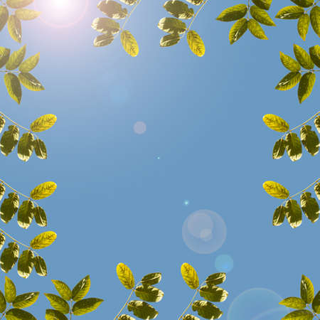 Frame from leaves of the tree on a background of blue sky