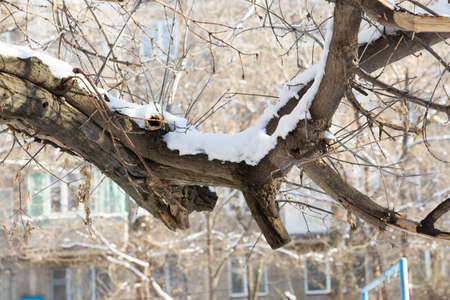 Winter snow on the treeの写真素材