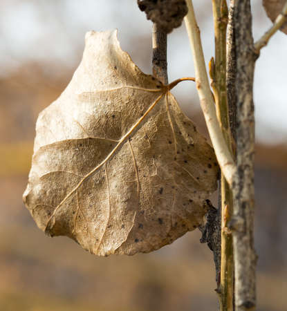 Autumn leaves macro poplar treeの写真素材