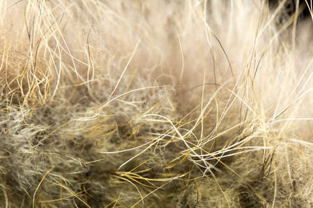 Close up wolf fur texture to backgroundの写真素材