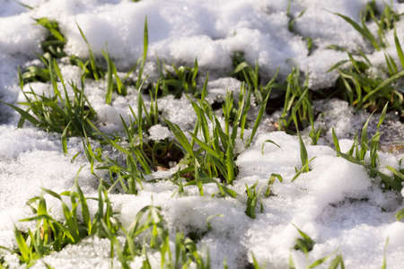 grass under the snowの写真素材