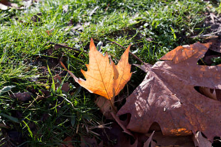 Autumn maple leaves on a green lawn. A tree with broad, in most species, curly leaves.