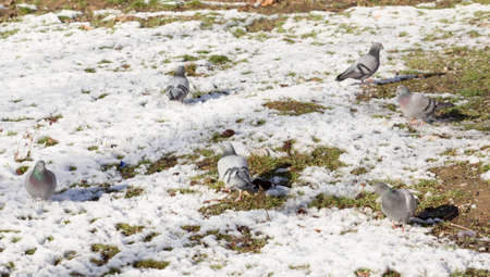In winter, among the flocks of pigeons are eating grass and walks.の写真素材