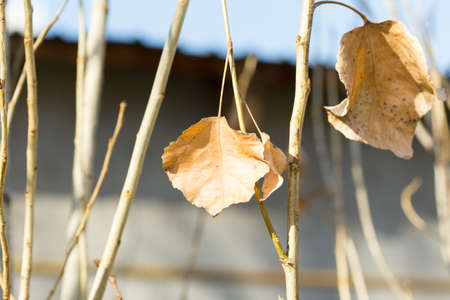 Autumn leaves macro poplar treeの写真素材