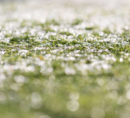 Green growing grass in snow