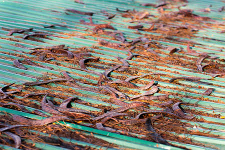 Acacia honey locust fruit on a metal roofの写真素材