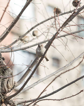 Common Chiffchaff bird on a tree branchの写真素材
