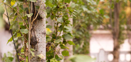 tree closeup