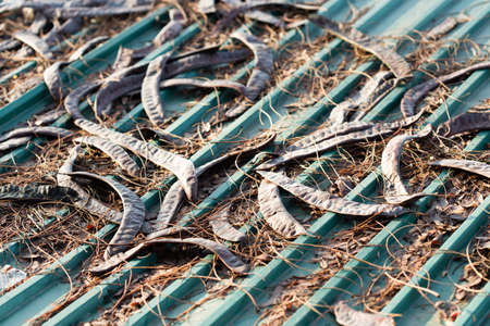 Acacia honey locust fruit on a metal roofの写真素材