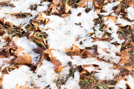 Closeup of multicolor leaves sprinkled with snow and brightly lit by the sunの写真素材