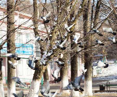 In winter, among the flocks of pigeons are eating grass and walks.のeditorial素材