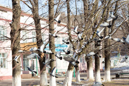 In winter, among the flocks of pigeons are eating grass and walks.のeditorial素材